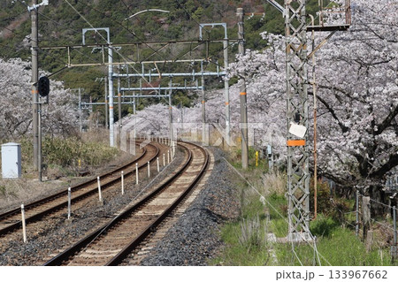 大阪府阪南市山中渓駅裏側の桜風景 133967662