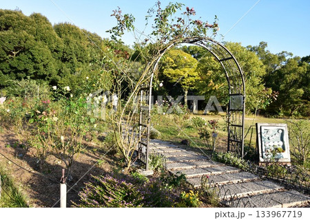 兵庫県 明石城(明石公園)のバラ園 兵庫県 明石城(明石公園)のバラ園 133967719