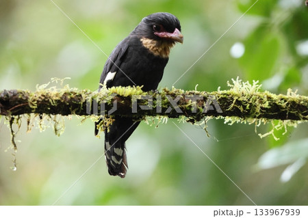 ガマヒロハシ 133967939