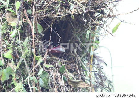 ガマヒロハシ 133967945