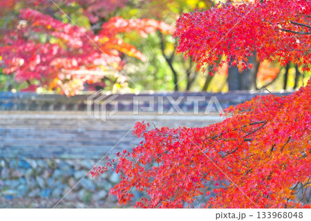 秋の永保寺 秋の永保寺 133968048