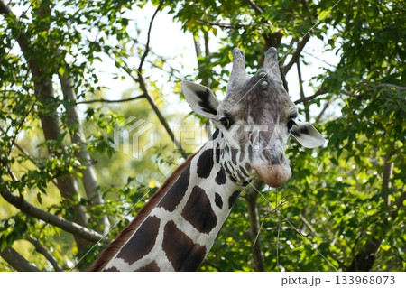 天王寺動物園　アミメキリン 133968073
