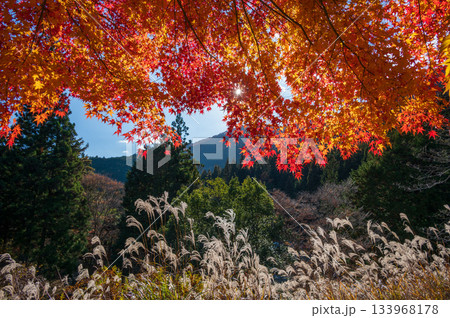 真っ赤なモミジの屋根 紅葉とすすき 南伊奈ヶ湖の一本楓 真っ赤なモミジの屋根 紅葉とすすき 南伊奈ヶ湖の一本楓 133968178
