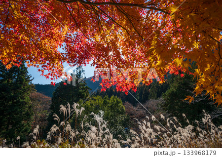 真っ赤なモミジの屋根 紅葉とすすき 南伊奈ヶ湖の一本楓 真っ赤なモミジの屋根 紅葉とすすき 南伊奈ヶ湖の一本楓 133968179