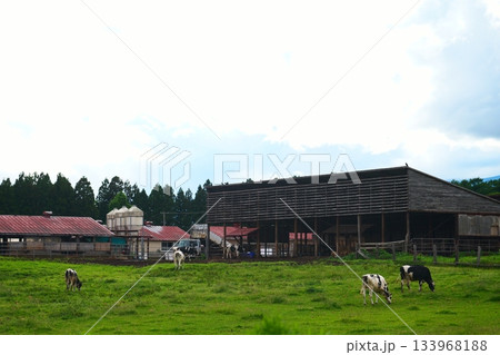 草を食べる小岩井農場の牛舎 133968188