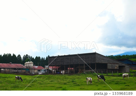 草を食べる小岩井農場の牛舎 草を食べる小岩井農場の牛舎 133968189
