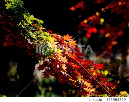 木漏れ日の紅葉 木漏れ日の紅葉 133968229