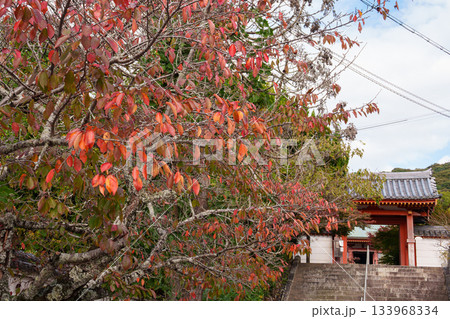 神戸・太山寺・中門と紅葉 133968334
