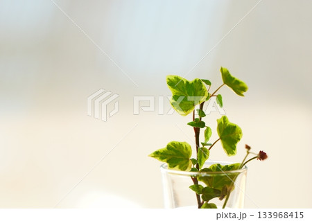 夕日が当たる小さなガラスの花瓶に入った観葉植物 133968415