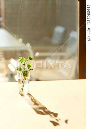 夕日が当たる小さなガラスの花瓶に入った観葉植物 夕日が当たる小さなガラスの花瓶に入った観葉植物 133968416