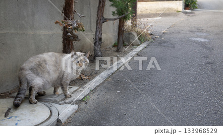 2025年11月30日浅間温泉の猫 2025年11月30日浅間温泉の猫 133968529