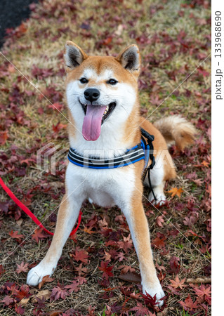 落ち葉の絨毯と柴犬 133968690