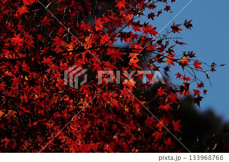 真っ赤な紅葉 真っ赤な紅葉 133968768