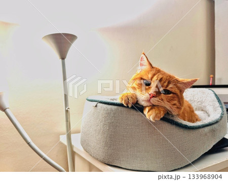 ginger tabby cat enjoying laying on its comfy cat bed ginger tabby cat enjoying laying on its comfy cat bed 133968904