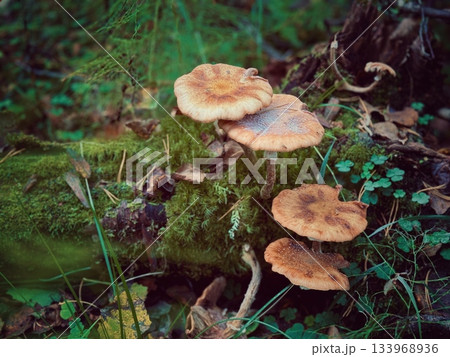 honey mushroom growing on tree stomp in autumn 133968936