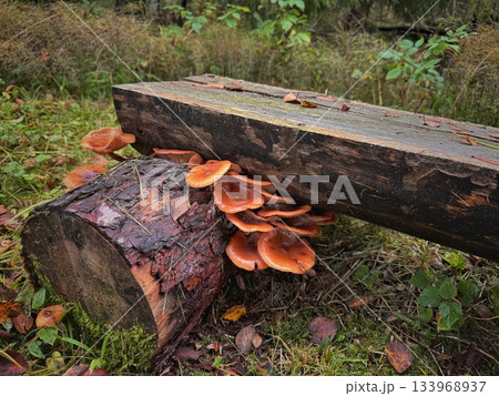 Jack o'Lantern mushroom growing on log of handmade bench in forest Jack o'Lantern mushroom growing on log of handmade bench in forest 133968937