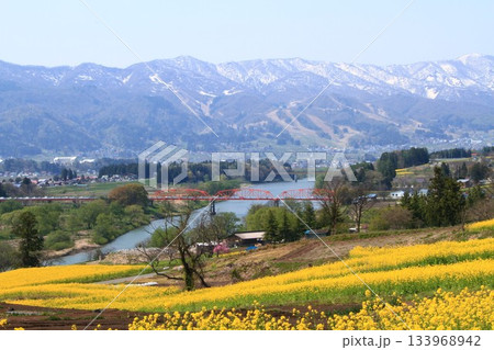 早春長野県飯山市千曲川畔菜の花畑風景 早春長野県飯山市千曲川畔菜の花畑風景 133968942