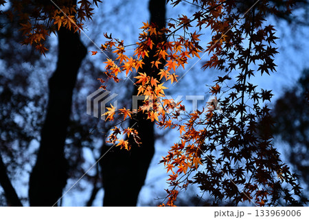 紅葉したモミジ 紅葉したモミジ 133969006