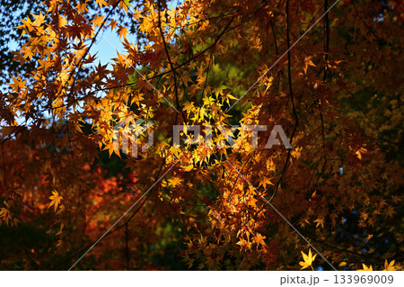 紅葉したモミジ 紅葉したモミジ 133969009