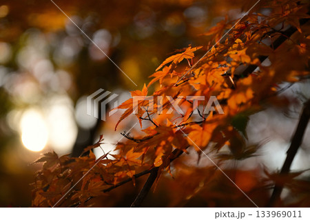 紅葉したもみじ 133969011