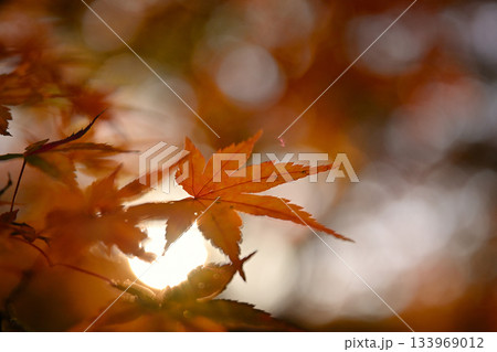 鮮やかな紅葉 133969012