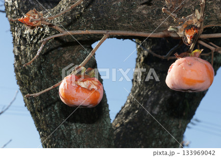 晩秋の柿 133969042