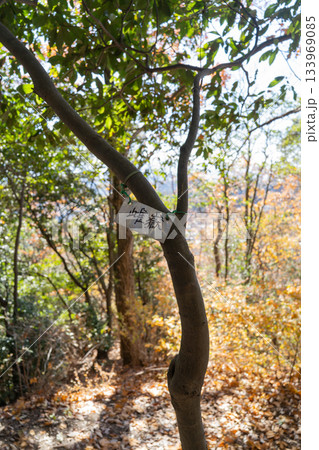 信貴山城雌岳郭（生駒山地） 133969085