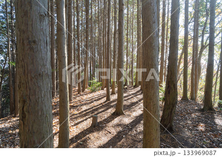 信貴山城雌岳郭（生駒山地） 133969087