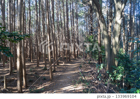 信貴山から高安山へ向かう登山道(生駒山地) 信貴山から高安山へ向かう登山道(生駒山地) 133969104