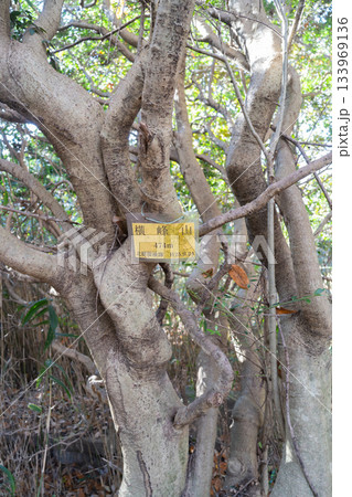 横峰山の山頂（生駒産地） 133969136