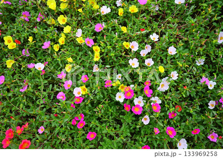 色とりどりの花 色とりどりの花 133969258