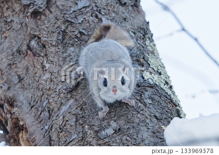 エゾモモンガ　北海道 133969378