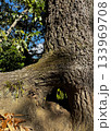 自然が作り出した木の洞穴 133969708