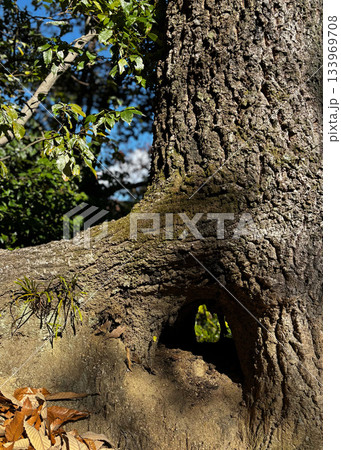 自然が作り出した木の洞穴 自然が作り出した木の洞穴 133969708