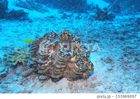 ジャンボシャコ貝と青い海　水中写真 133969897