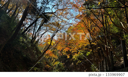 秋色のグラデーションが広がる森 133969907