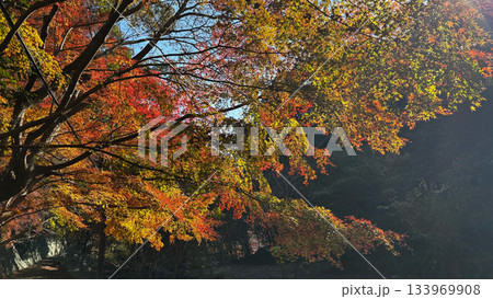 秋色のグラデーションが広がる森 133969908