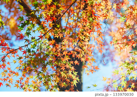 大宰府の美しい紅葉 133970030