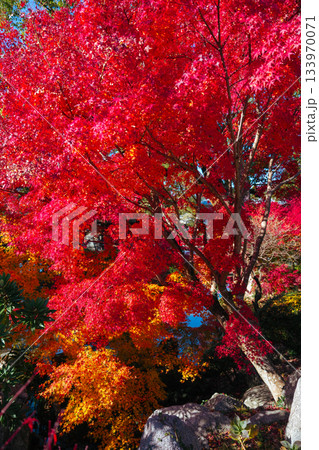 大宰府の美しい紅葉 133970071