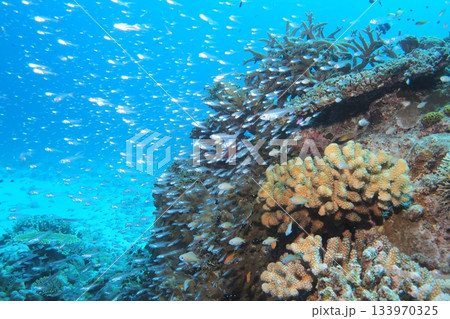 珊瑚礁と射し込む太陽光とスカシテンジクダイ 133970325