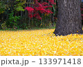 紅葉したイチョウの木 133971418