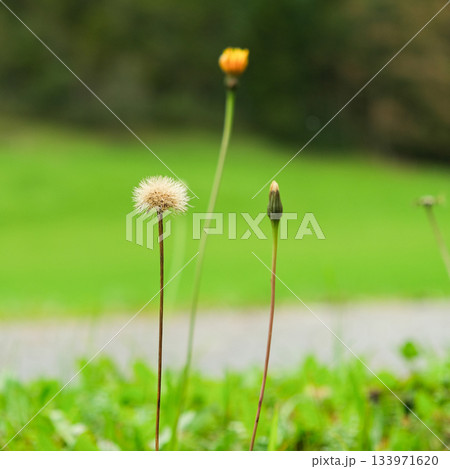 Alpine dandelions in the summer mountains, the beauty of European nature. Alpine dandelions in the summer mountains, the beauty of European nature. 133971620