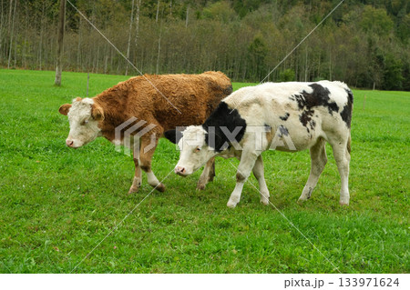 Brown and White Calves Grazing in Idyllic Countryside Landscape 133971624