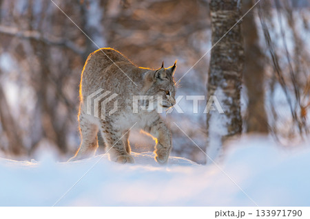 Lynx in a snowy forest landscape 133971790
