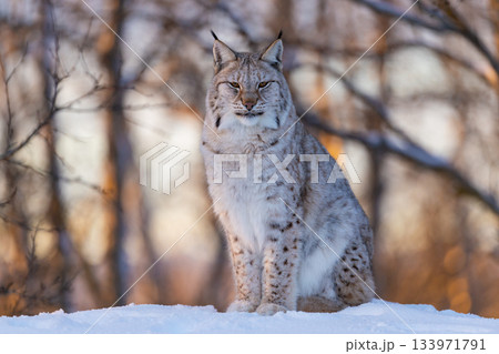 Lynx sitting in a winter forest 133971791