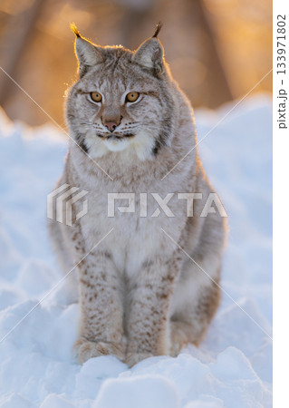 Lynx basking in snowy wilderness 133971802
