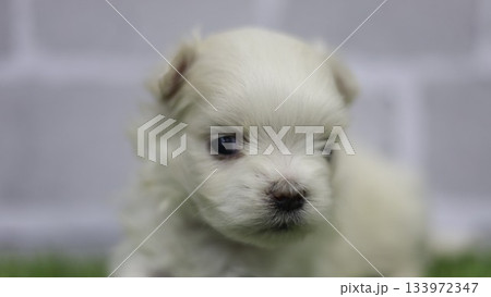 マルチーズの子犬 133972347