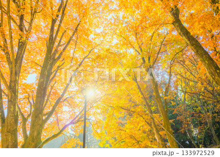 鐘の鳴る丘集会所の黄葉【安曇野市穂高】 133972529