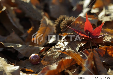 日本の紅葉 日本の紅葉 133972659