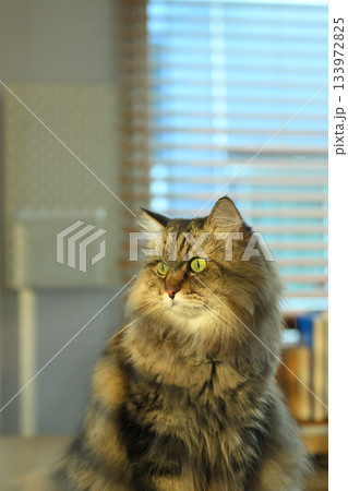 A domestic cat looking outside window 133972825